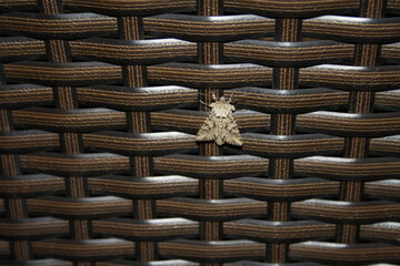 b#Beautiful moth on rattan chair