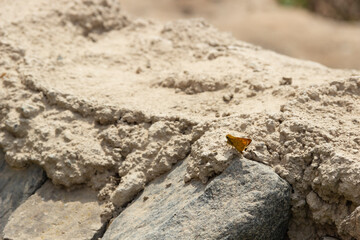 Una pequeña mariposa naranja se ha posado en una pared rústica hecha de cemento y piedras.