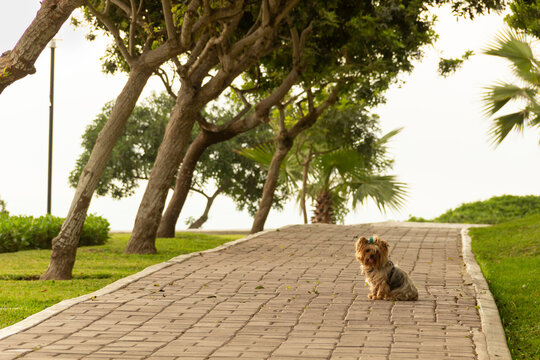 Una perrita toma sol en un camino de ladrillos cercado por una arboleda.