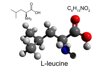 Chemical formula, structural formula and 3D ball-and-stick model of L-leucine, an essential amino acid, white background