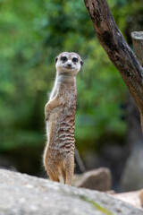 Suricate debout 1/2