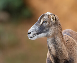 portrait of a young mouflon without horns