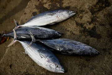 Fresh tuna sale at traditional seafood market 