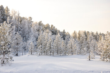 A cold sunny day in winter snow-covered forest. West Siberia.