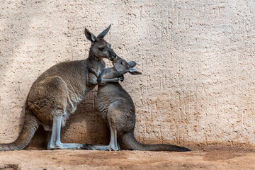 Kangourou qui se touchent