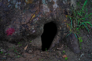 tree cavity. hole formed at the bottom of the tree