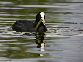 Eurasian coot (Fulica atra) - black water bird with white frontal shield and red eyes - coot with a...