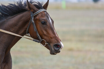Fototapeta premium Portrait of a tired horse. Skachka, Kazakhstan.