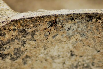 Araña