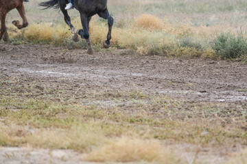 Fragment of a part of a horse's body while galloping. Kazakhstan.