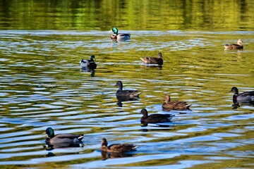 group of savage ducks on the lake