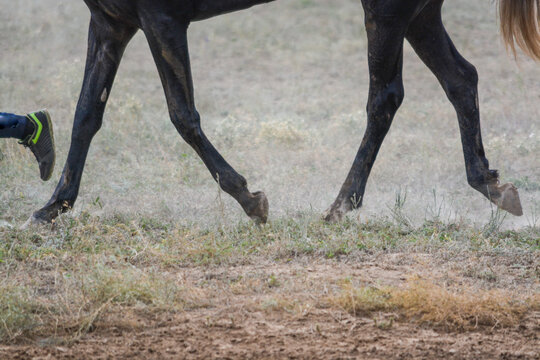 Part Of A Fragment Of A Master And A Horse. The Horse Runs After The Owner.