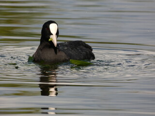 Eurasian coot (Fulica atra) swimming in the lake and eating reed, Poland