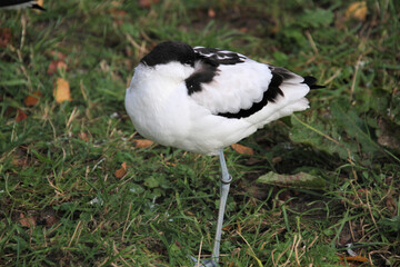 A close up of an Avocet