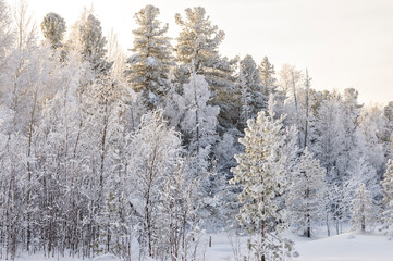 A cold sunny day in winter snow-covered forest. West Siberia.