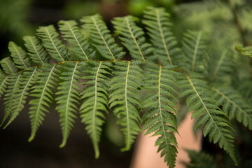 Fototapeta na wymiar Flora. Closeup view of Cyathea cooperi fern, also known as Australian Tree Fern, beautiful green leaves and leaflets texture and pattern.