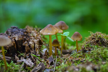 mushrooms macro, mushrooms mushrooms close-up on a tree stump