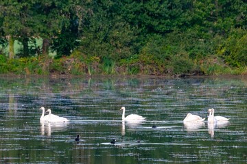 portrait of white swan on the lake