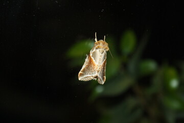 burnished brass moth (Messingeule) on window