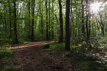 Fototapeta premium footpath in the woods