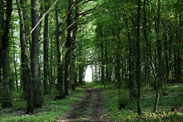 Obraz premium footpath in the woods