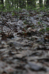 autumn in the forest