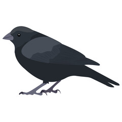 
A black colored bird with pointed beak, crow 
