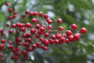 fruto vermelho