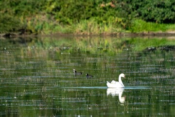 Naklejka na ściany i meble portrait of white swan on the lake