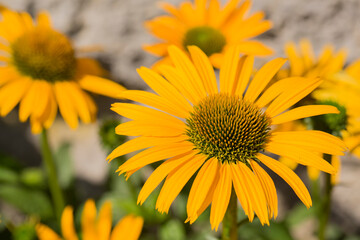Fototapeta premium Gelber Sonnenhut (Echinacea) Blume im Garten