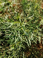 close up of rosemary