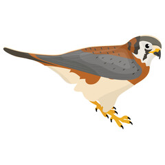 
Colorful bird with feathers and beak