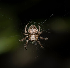 spider on the web