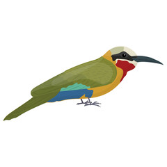 
Colorful bird with feathers and beak