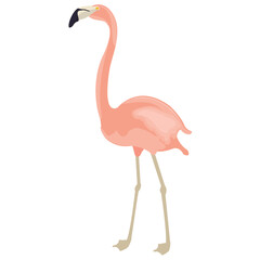 
A tall thin bird with beak, flamingo 
