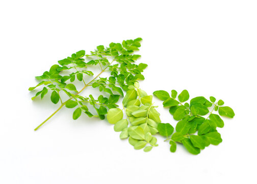 Collection of organic young Moringa drumstick leaves isolated on white background