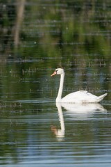 portrait of white swan on the lake