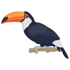 
Crow like colorful bird having  long beak, toco toucan 
