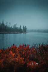 Colorful red autumn blueberry leaves on a mountain lake with moody dark rainy weather. Fall and...