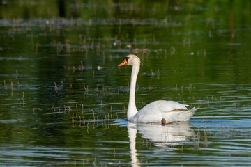Fototapeta premium portrait of white swan on the lake
