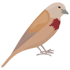 A cute small bird in brown and white color 