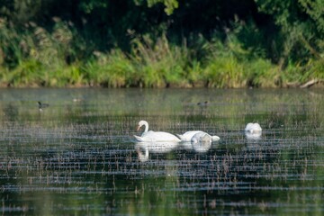 portrait of white swan on the lake