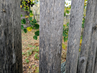 Fototapeta premium fence