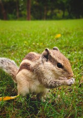squirrel in the park