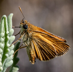 butterfly on a tree
