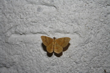 butterfly on a wall