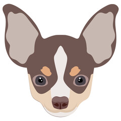 
A wild dog used with long outward ears and small eyes used for safety and protection, chihuahua 
