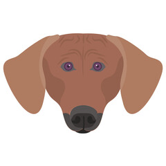 
Dachshund also known as sausage dog with down long ears and innocent face 
