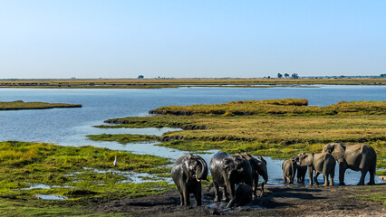 Naklejka premium Elephants taking a mud bath okavango delta botswana