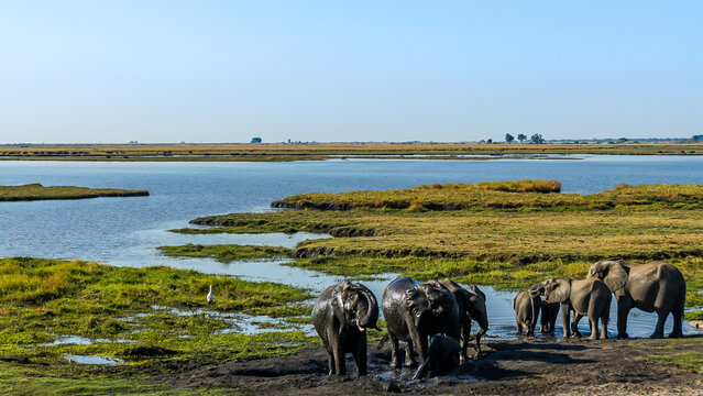 Elephants taking a mud bath okavango delta botswana